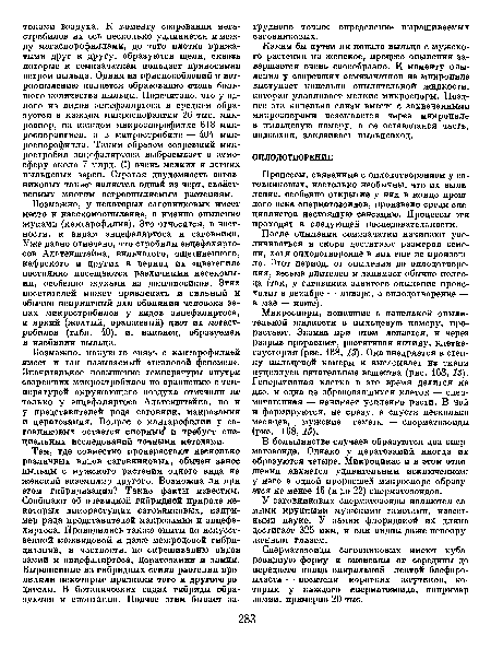 Процессы, связанные с оплодотворением у саговниковых, настолько необычны, что их выявление, особенно открытие у них в конце прошлого века сперматозоидов, произвело среди специалистов настоящую сенсацию. Процессы эти проходят в следующей последовательности.