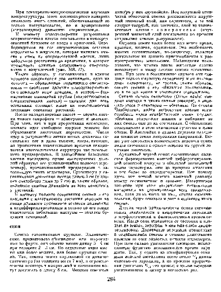 После оплодотворения зигота — первая клетка нового спорофита — приступает к делению. При этом, как и при прорастании мегаспоры, сначала идет свободное ядерное деление без образования клеточных перегородок. Число ядер в разросшейся зиготе может достигать нескольких сот и даже тысячи, когда, наконец, по прошествии значительного времени складывается многоклеточная структура так называемого предзародыша. В дальнейшем базальные клетки последнего путем многократных делений образуют все удлиняющийся подвесок (сус-пензор), проталкивающий предзародыш в запасающую ткань эндосперма. Суспепзоры у саговниковых достигают иногда длины 5 см (у дио-она съедобного даже до 7 см) и, таким образом, являются самыми длинными из всех известных у растений.