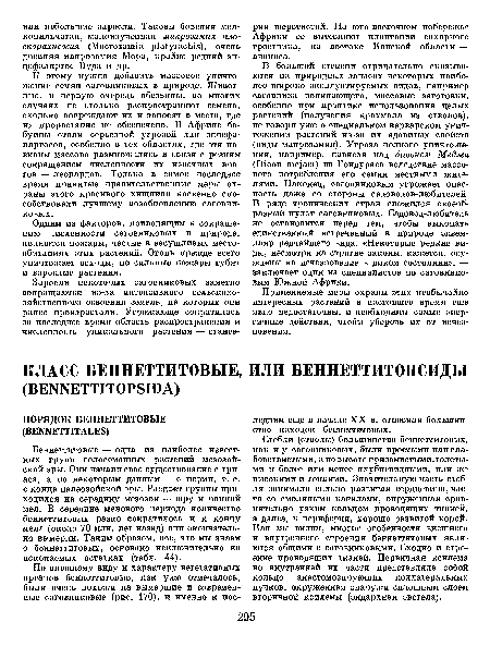 Беннеттитовые — одна из наиболее известных групп голосеменных растений мезозойской эры. Они начали свое существование с триаса, а по некоторым данным — с перми, т. е. с конца палеозойской эры. Расцвет группы приходился на середину мезозоя — юру и ранний мел. В середине мелового периода количество беннеттитовых резко сократилось и к концу мела (около 70 млн. лет назад) они окончательно вымерли. Таким образом, все, что мы знаем о беннеттитовых, основано исключительно на ископаемых остатках (табл. 44).