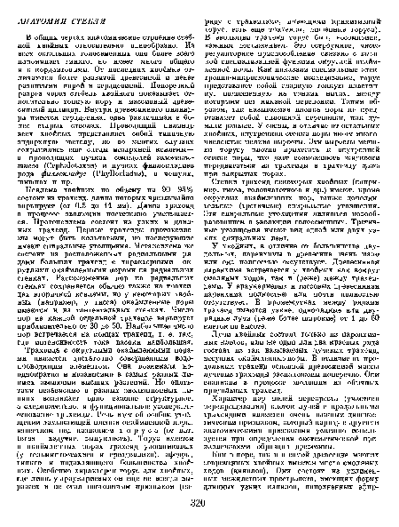 У хвойных, в отличие от большинства двудольных, паренхимы в древесине очень мало или она полностью отсутствует. Древесинная паренхима встречается у хвойных как вокруг смоляных ходов, так и (реже) между трахеидами. У араукариевых и тиссовых древесинная паренхима полностью или почти полностью отсутствует. В промежутках между рядами трахеид имеются узкие, однорядные или двурядные лучи (реже более широкие) от 1 до 60 клеток по высоте.