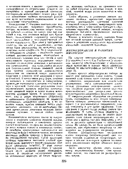 Число микроспор обычно очень велико, иногда исключительно большое. Они чрезвычайно легкие, что помогает их распространению ветром.