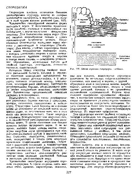 Исходным типом апертуры хвойных является дистальная борозда, которая в процессе эволюции подверглась значительным изменениям, сильно редуцировалась, а у некоторых таксонов полностью исчезла (лиственница, некоторые виды кипариса). Значительно редуцированная борозда, расположенная между двумя воздушными мешками, характерна для большинства представителей семейства сосновых и подокарповых.