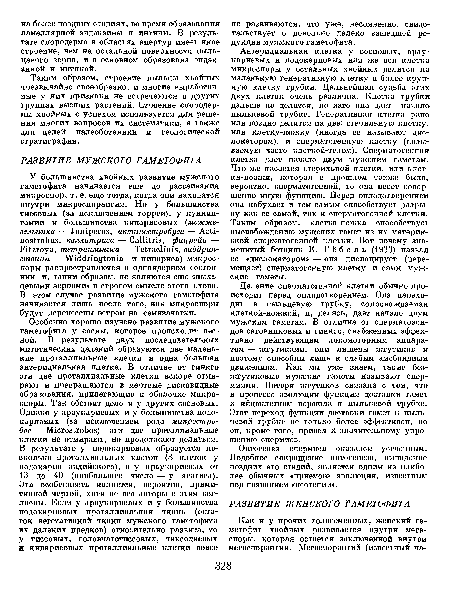 Онтогенез спермиев оказался усеченным. Подобное сокращение онтогенеза, выпадение поздних его стадий, является одним из наиболее обычных «приемов» эволюции, известным под названием «неотении».