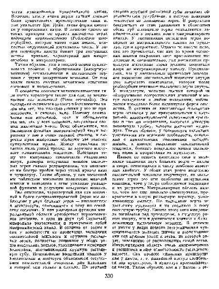 Таким образом, уже в поздней перми существовали хвойные с обращенными (инвертированными) семязачатками и пыльцевыми зернами с двумя воздушными мешками. От них взяли начало сходные механизмы опыления сосновых и подокарповых.