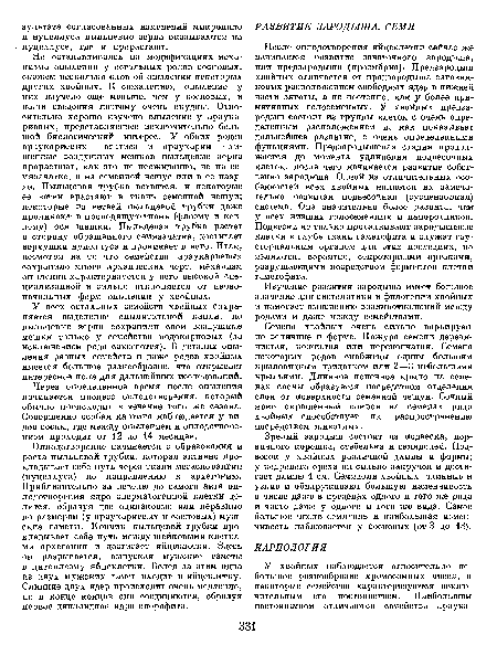 Зрелый зародыш состоит из подвеска, первичного корешка, стебелька и семядолей. Подвесок у хвойных различной длины и формы; у кедрового ореха он сильно закручен и достигает длины 1 см. Семядоли хвойных длинные и узкие и обнаруживают большую изменчивость в числе даже в пределах одного и того же рода и часто даже у одного и того же вида. Самое большое число семядоль и наибольшая изменчивость наблюдается у сосновых (от 3 до 18).