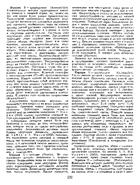 Происхождение, вероятно, общее с сосновыми или даже, возможно, непосредственно от древнейших сосновых. По мнению А. В. Ярмоленко (1933), таксодиевые произошли от сосновых путем утери смоляных ходов.