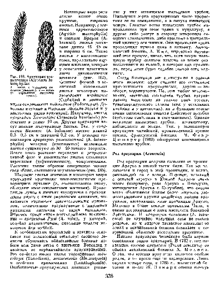 Именно араукария чилийская была первым описанным видом араукарий. В 1782 г. под названием «сосны» араукской (Pinus araucana) ее описал итальянский ботаник X. Молина.