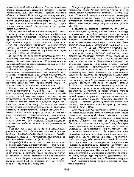 Устьица на листьях агатиса расположены рядами (рис. 194). Замыкающие клетки погруженные. Надустьичная ямка большей частью прикрыта, как и у араукарий, пробочкой из воскоподобного вещества (табл. 48).