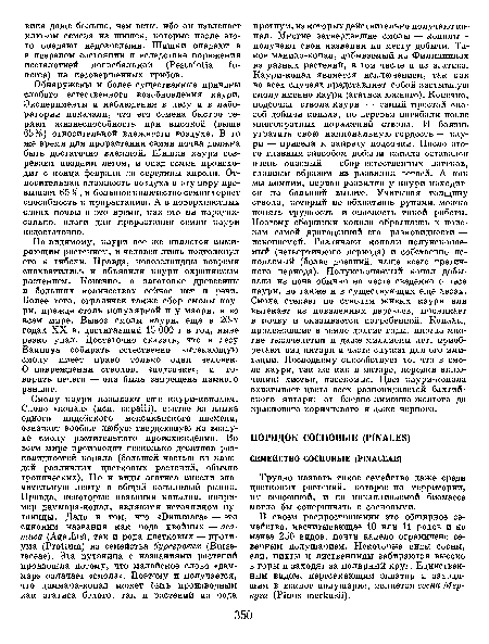 Трудно назвать такое семейство даже среди цветковых растений, которое по территории, им освоенной, и по накапливаемой биомассе могло бы соперничать с сосновыми.