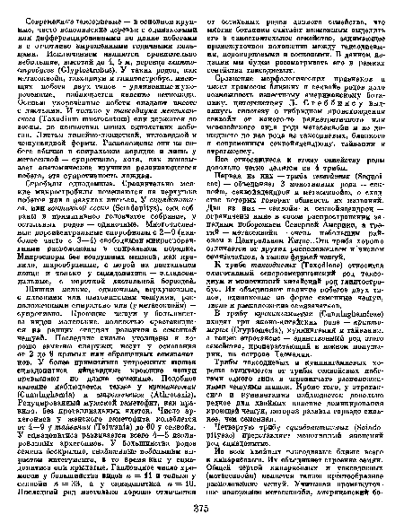 Первая из них — триба секвойевых (Эедиоь еае) — объединяет 3 монотипных рода — секвойю, секвойядендрон и метасеквойю, о сходстве которых говорит общность их названий. Два из них — секвойя и секвойядендрон — ограничены ныне в своем распространении западным побережьем Северной Америки, а третий — метасеквойя — очень небольшим районом в Центральном Китае. Эта триба хорошо отличается от других расположением и числом семязачатков, а также формой чешуй.