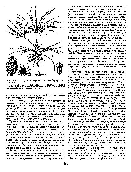 Кипарисовые — вечнозеленые кустарники и деревья. Деревья чаще средних размеров и низкорослые, но некоторые очень высокие, до 40, даже до 70 м высотой, со стволом, достигающим иногда у старых могучих экземпляров 6 м в диаметре. Среди кустарниковых кипарисовых встречаются и стелющиеся, прижатые к земле, например дальневосточная микробиота.