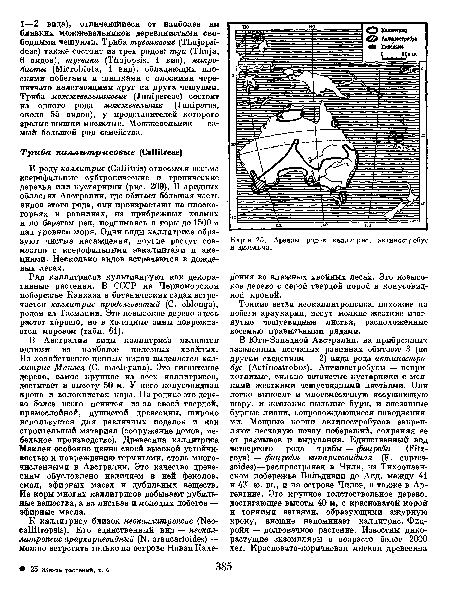 Ряд каллитрисов культивируют как декоративные растения. В СССР на Черноморском побережье Кавказа в ботанических садах встречается каллитрис продолговатый (С. oblonga), родом из Тасмании. Это невысокое дерево здесь растет хорошо, но в холодные зимы повреждается морозом (табл. 61).