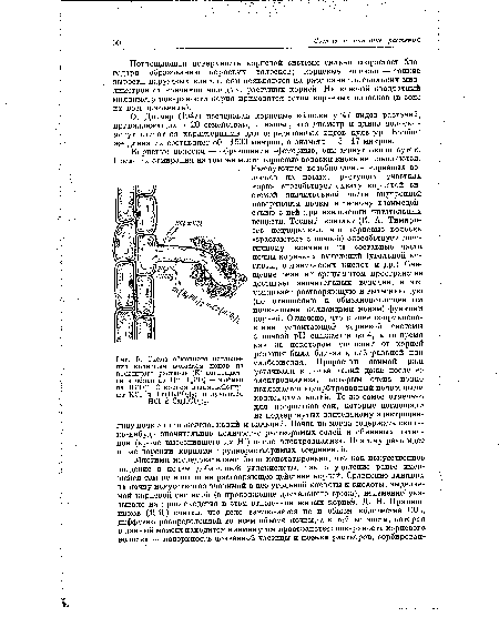 О. Дитмер (1947) исследовал корневые волоски у 47 видов растений, принадлежащих к 20 семействам, и нашел, что диаметр и длина волосков могут считаться характерными для определенных видов культур. Вообще же длина их составляет 80—1500 микрон, а диаметр — 5—17 микрон.