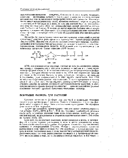 АТФ, как показывает ее строение, состоит из остатка азотистого основания аденина, соединенного с остатком углевода — рибозы и с тремя остатками фосфорной кислоты. В ее составе имеются две макроэргические фосфатные связи, которые обозначаются знаком со. АТФ как переносчик энергии участвует в биосинтезе белков, жиров, крахмала, сахарозы, аспарагина и глутамина, ряда аминокислот и многих других соединений. Без АТФ не могут идти процессы фотосинтеза и дыхания, а также превращения многих соединений в растениях. Таким образом, фосфор принимает самое непосредственное участие во многих процессах жизнедеятельности растений, и обеспечение высокого уровня фосфорного питания — одно из важнейших условий получения больших урожаев сельскохозяйственных культур.