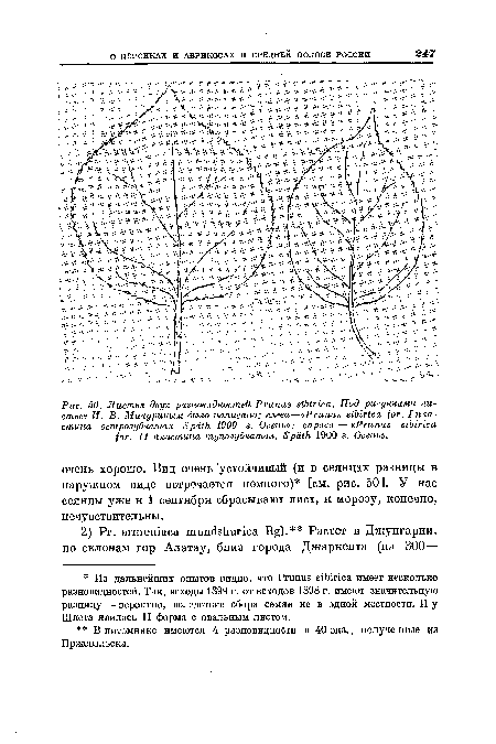 Листья двух разновидностей Prunus sibirica. Под рисунками листьев И. В ...