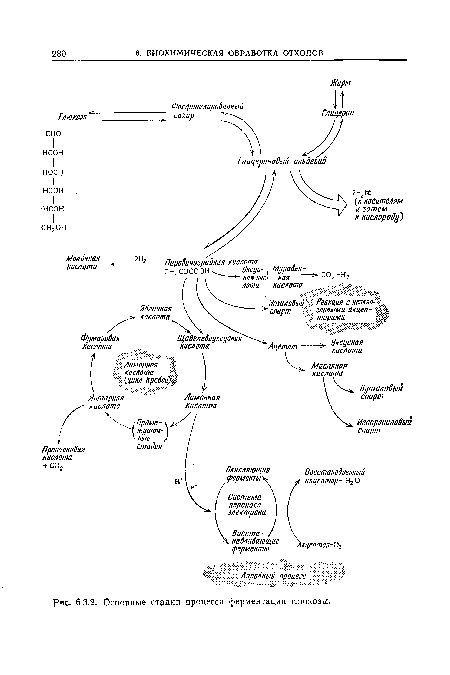 ШЯШШ зроВпыи процесс Рис. 6.3.2. Основные стадии процесса ферментации глюкозы.