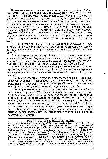 Переход от стадии а-к стадии ß-мезосапробной зоны характеризуется появлением незначительного количества грибков, исчезновением в иле червей и личинок комара Chironomiden и появлением улиток, ракушек и зеленых водорослей (рис. 3).