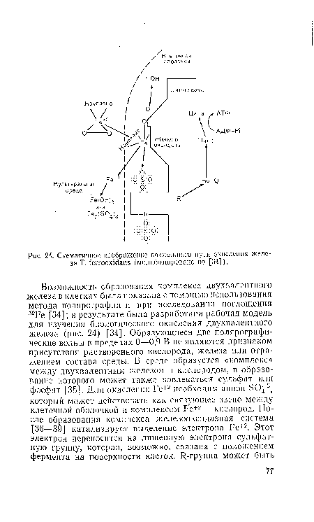 Схематичное изображение возможного пути окисления железа Т. {еггоох1с1ап5 (модифицировано по [34]).