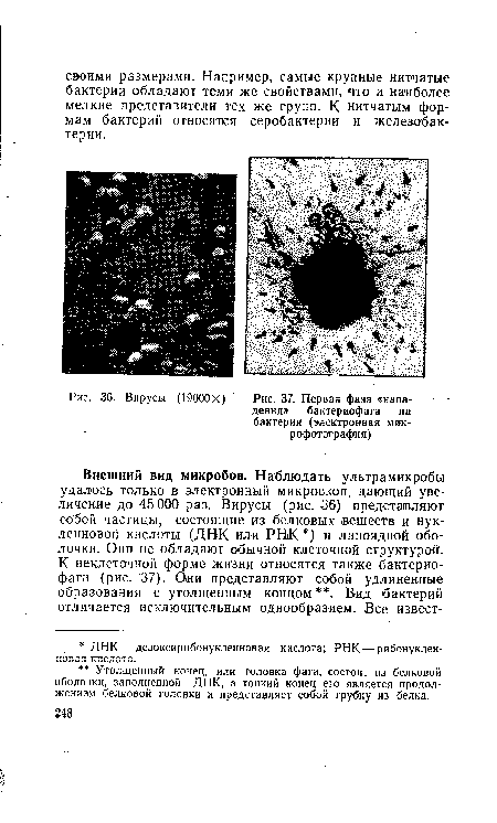 Первая фаза «нападения» бактериофага на бактерии (электронная микрофотография)