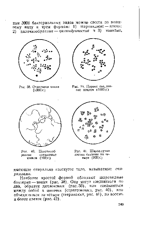 Шаровидные клетки связаны по четыре (900 X)