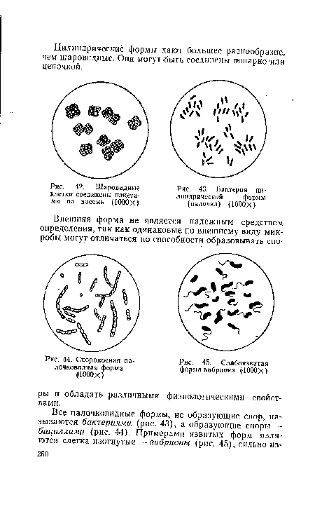 Шаровидные клетки соединены пакетами по восемь (1000Х)