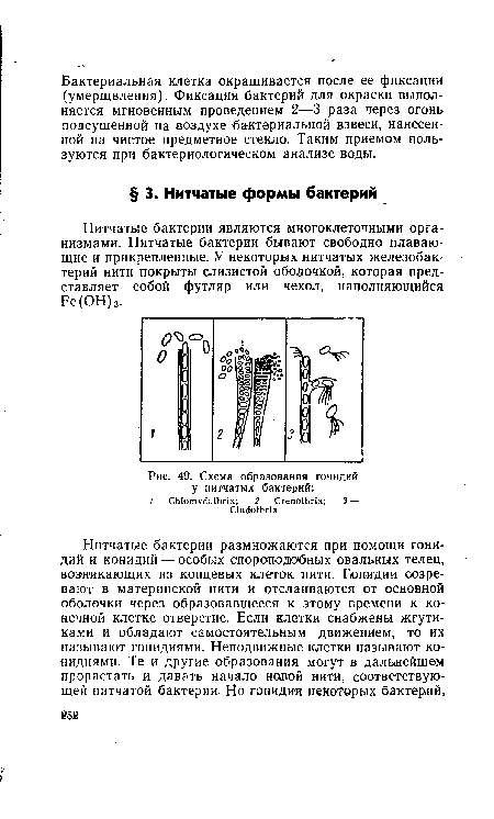 Схема образования гонидий у нитчатых бактерий