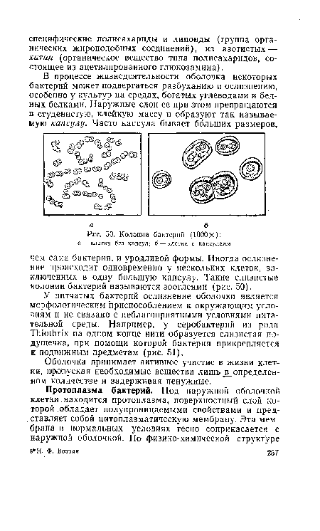 Оболочка принимает активное участие в жизни клетки, пропуская необходимые вещества лишь доопределенном количестве и задерживая ненужные.