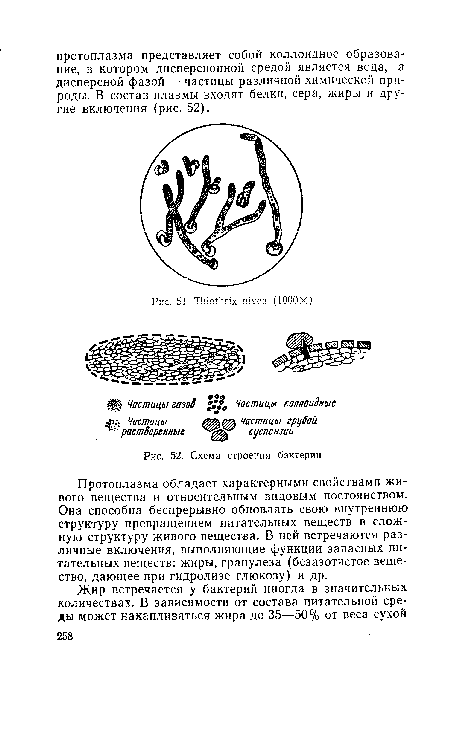 Схема строения бактерии