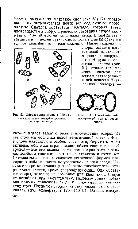 Схематический поперечный разрез через спору