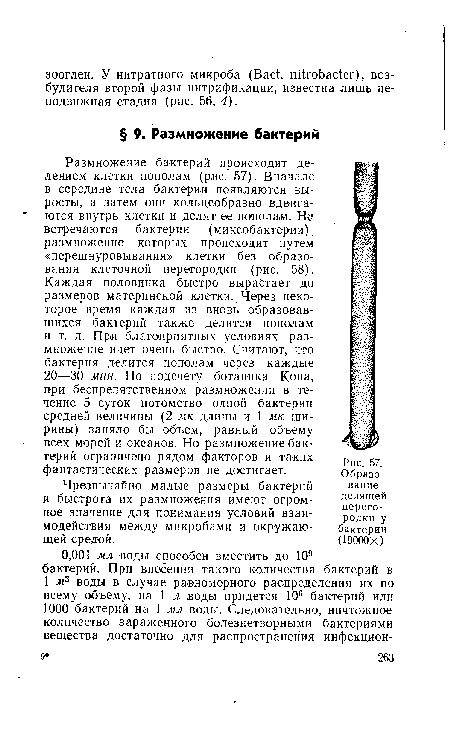 Образование делящей перегородки у бактерии