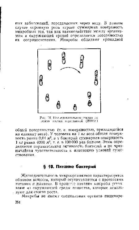 Последовательные стадии деления клетки перетяжкой (2000Х)