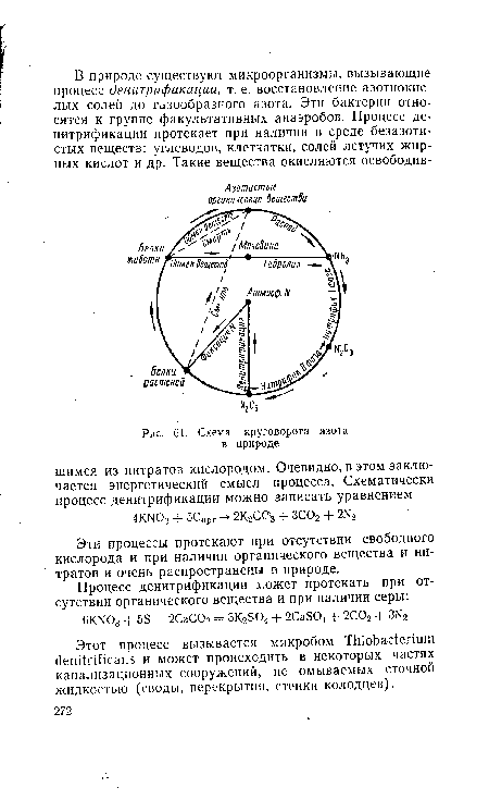 Схема круговорота азота в природе