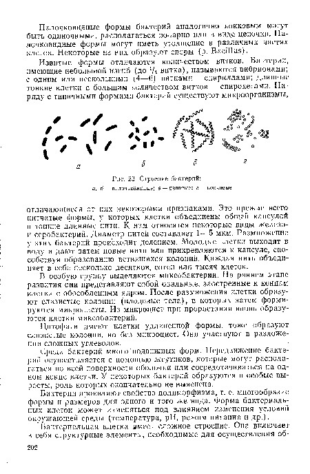 Строение бактерий