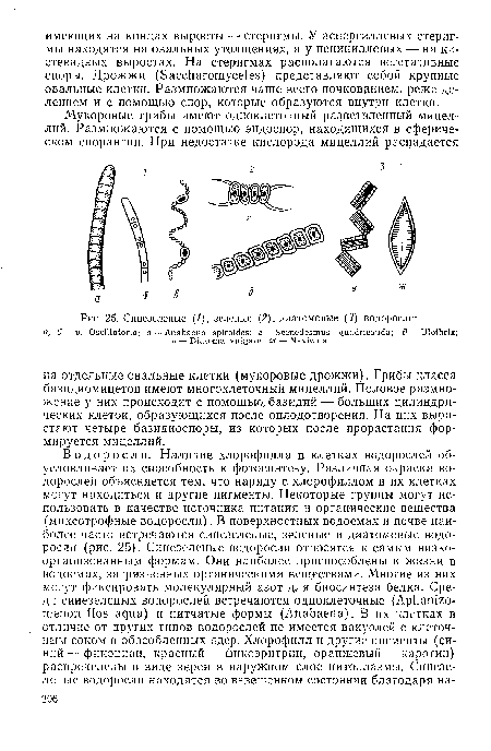 Синезеленые (1), зеленые (2), диатомовые (3) водоросли