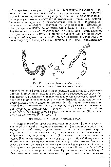 Различные формы серобактерий