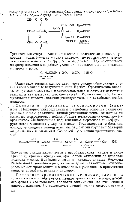 Окисление жирных кислот идет через стадии образования других кислот, которые вступают в цикл Кребса. Органические кислоты могут использоваться микроорганизмами в качестве источника энергии и как материал для биосинтеза. Исключение составляет муравьиная кислота, которая участвует только в катаболитическом процессе.