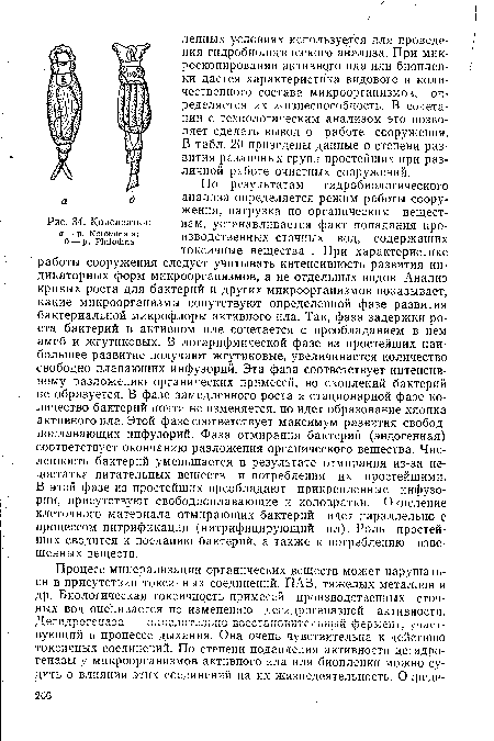 По результатам гидробиологического анализа определяется режим работы сооружения, нагрузка по органическим веществам, устанавливается факт попадания производственных сточных вод, содержащих токсичные вещества . При характеристике работы сооружения следует учитывать интенсивность развития индикаторных форм микроорганизмов, а не отдельных видов. Анализ кривых роста для бактерий и других микроорганизмов показывает, какие микроорганизмы сопутствуют определенной фазе развития бактериальной микрофлоры активного ила. Так, фаза задержки роста бактерий в активном иле сочетается с преобладанием в нем амеб и жгутиковых. В логарифмической фазе из простейших наибольшее развитие получают жгутиковые, увеличивается количество свободно плавающих инфузорий. Эта фаза соответствует интенсивному разложению органических примесей, но скоплений бактерий не образуется. В фазе замедленного роста и стационарной фазе количество бактерий почти не изменяется, но идет образование хлопка активного ила. Этой фазе соответствует максимум развития свободноплавающих инфузорий. Фаза отмирания бактерий (эндогенная) соответствует окончанию разложения органического вещества. Численность бактерий уменьшается в результате отмирания из-за недостатка питательных веществ и потребления их простейшими. В этой фазе из простейших преобладают прикрепленные инфузории, присутствуют свободноплавающие и коловратки. Окисление клеточного материала отмирающих бактерий идет параллельно с процессом нитрификации (нитрифицирующий ил). Роль простейших сводится к поеданию бактерий, а также к потреблению взвешенных Ееществ.