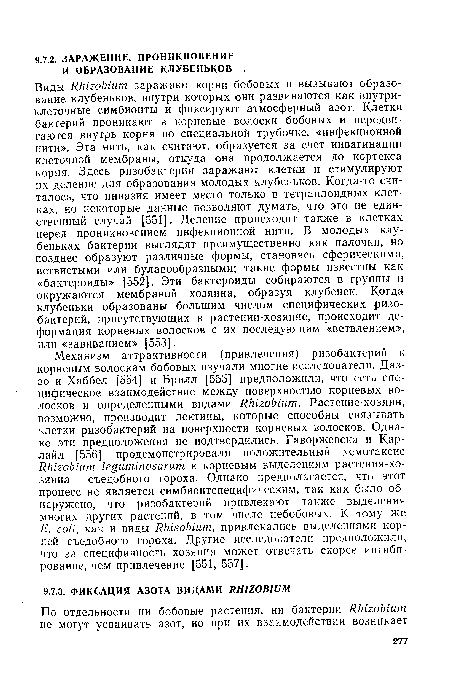 Виды Rhizobium заражают корни бобовых и вызывают образование клубеньков, внутри которых они развиваются как внутриклеточные симбионты и фиксируют атмосферный азот. Клетки бактерий проникают в корневые волоски бобовых и передвигаются внутрь корня по специальной трубочке, «инфекционной нити». Эта нить, как считают, образуется за счет инвагинации клеточной мембраны, откуда она продолжается до кортекса корня. Здесь ризобактерии заражают клетки и стимулируют их деление для образования молодых клубеньков. Когда-то считалось, что инвазия имеет место только в тетраплоидных клетках, но некоторые данные позволяют думать, что это не единственный случай [551]. Деление происходит также в клетках перед проникновением инфекционной нити. В молодых клубеньках бактерии выглядят преимущественно как палочки, но позднее образуют различные формы, становясь сферическими, ветвистыми или булавообразными; такие формы известны как «бактероиды» [552]. Эти бактероиды собираются в группы и окружаются мембраной хозяина, образуя клубенек. Когда клубеньки образованы большим числом специфических ризо-бактерий, присутствующих в растении-хозяине, происходит деформация корневых волосков с их последующим «ветвлением», или «завиванием» [553].