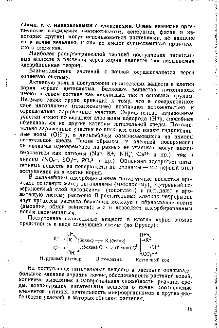В дальнейшем адсорбированные питательные вещества проходят основную массу цитоплазмы (мезоплазму), внутренний поверхностный слой цитоплазмы (тонопласт) и попадают в проводящую систему растения. В растительных клетках непрерывно идут процессы распада белковых молекул и образование новых (дыхание, обмен веществ); это и позволяет адсорбированным ионам перемещаться.