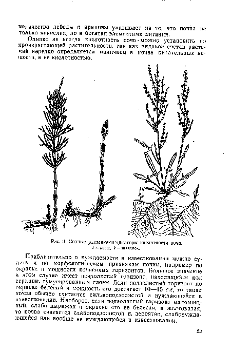 Сорные растения-индикаторы кислотности почв.