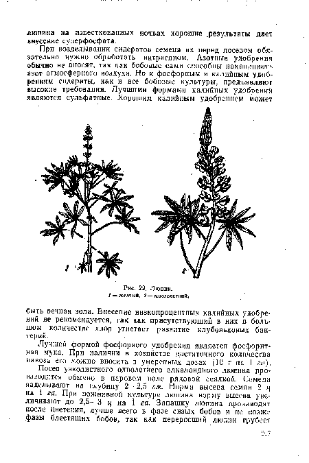 Лучшей формой фосфорного удобрения является фосфоритная мука. При наличии в хозяйстве достаточного количества навоза его можно вносить в умеренных дозах (10 т на 1 га).