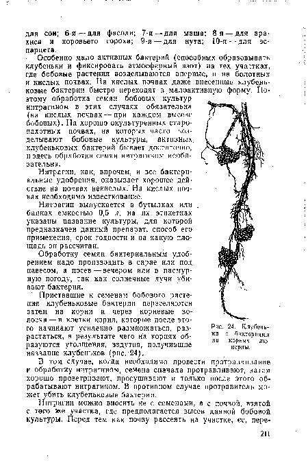Особенно мало активных бактерий (способных образовывать клубеньки и фиксировать атмосферный азот) на тех участках, где бобовые растения возделываются впервые, и на болотных и кислых почвах. На кислых почвах даже внесенные клубеньковые бактерии быстро переходят в малоактивную форму. Поэтому обработка семян бобовых культур нитрагином в этих случаях обязательна (на кислых почвах — при каждом высеве бобовых). На хорошо окультуренных старопахотных почвах, на которых часто возделывают бобовые культуры, активных, клубеньковых бактерий бывает достаточно, и здесь обработка семян нитрагином необязательна.