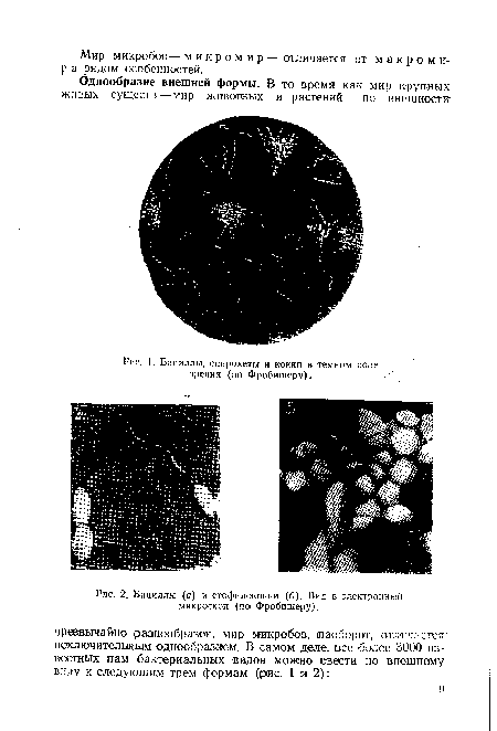 Бациллы (а) и стофилококки (б). Вид в электронный микроскоп (по Фробишеру).