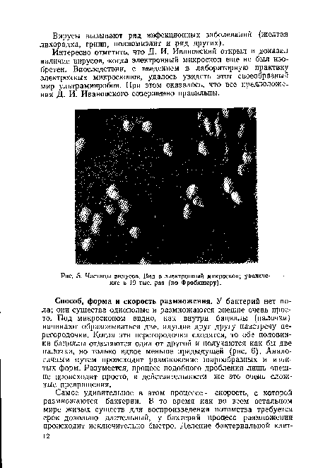 Частицы вирусов. Вид в электронный микроскоп; увеличение в 19 тыс. раз (по Фробишеру).