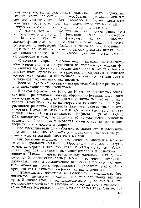 На самой поверхности биофильтров, в местах, орошаемых жидкой фазой сточных вод, развивается белый слизистый налет, состоящий из инфузорий СШсйа) и гифов грибов. Совершенно другого рода биоценозы на неорошаемых участках шлака, куда не попадает жидкость из спринклеров. Здесь пышно разрастаются водоросли и мхи.