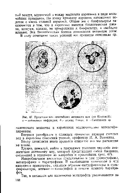 Представители простейших активного ила (по Козловой)