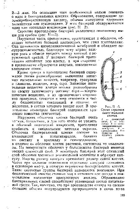 Схема строения бактериальной клетки.