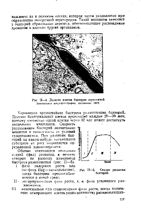 Деление клетки бактерии перетяжкой