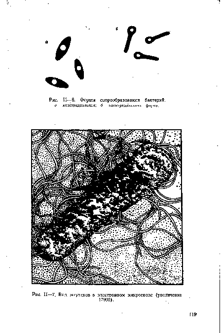 Формы спорообразования бактерий.