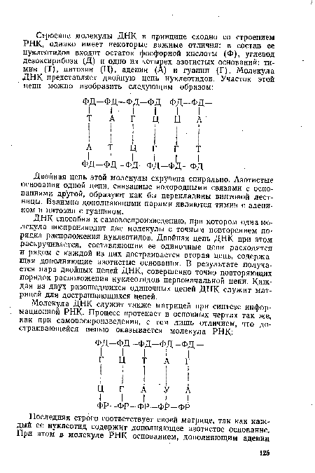 Двойная цепь этой молекулы скручена спирально. Азотистые основания одной цепи, связанные водородными связями с основаниями другой, образуют как бы перекладины винтовой лестницы. Взаимно дополняющими парами являются тимин с адени-ном и цитозин с гуанином.